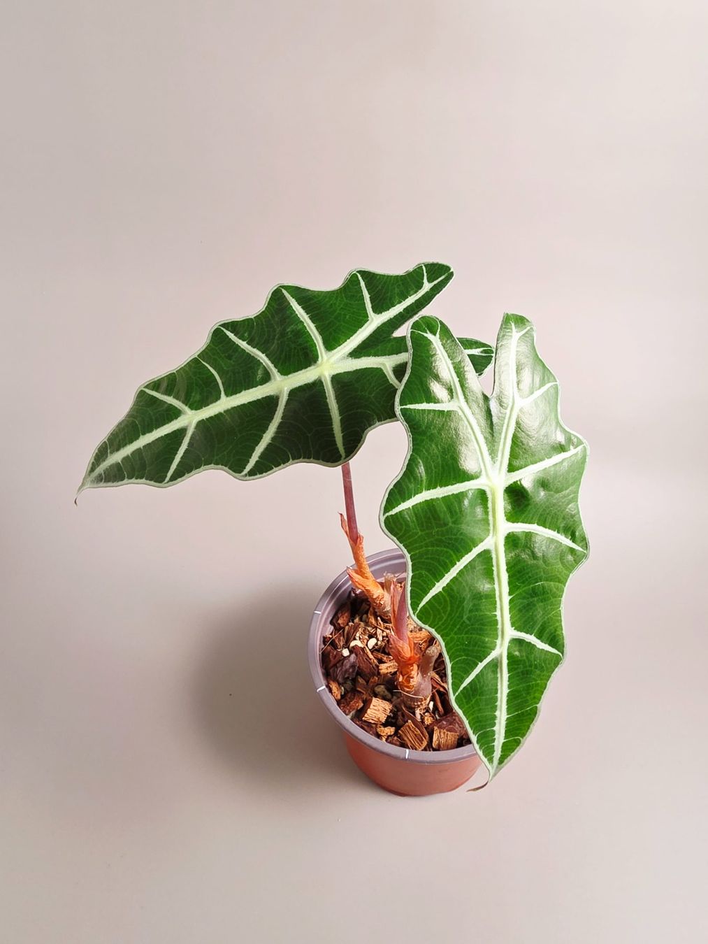 Pflanzen & Samen: Alocasia polly #3 – Neu (gemäss Beschreibung) aus Gerolfingen von Azora