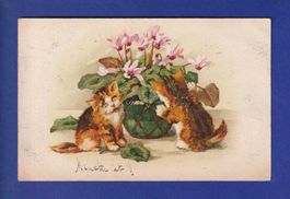 CHAT - Chatons et plante