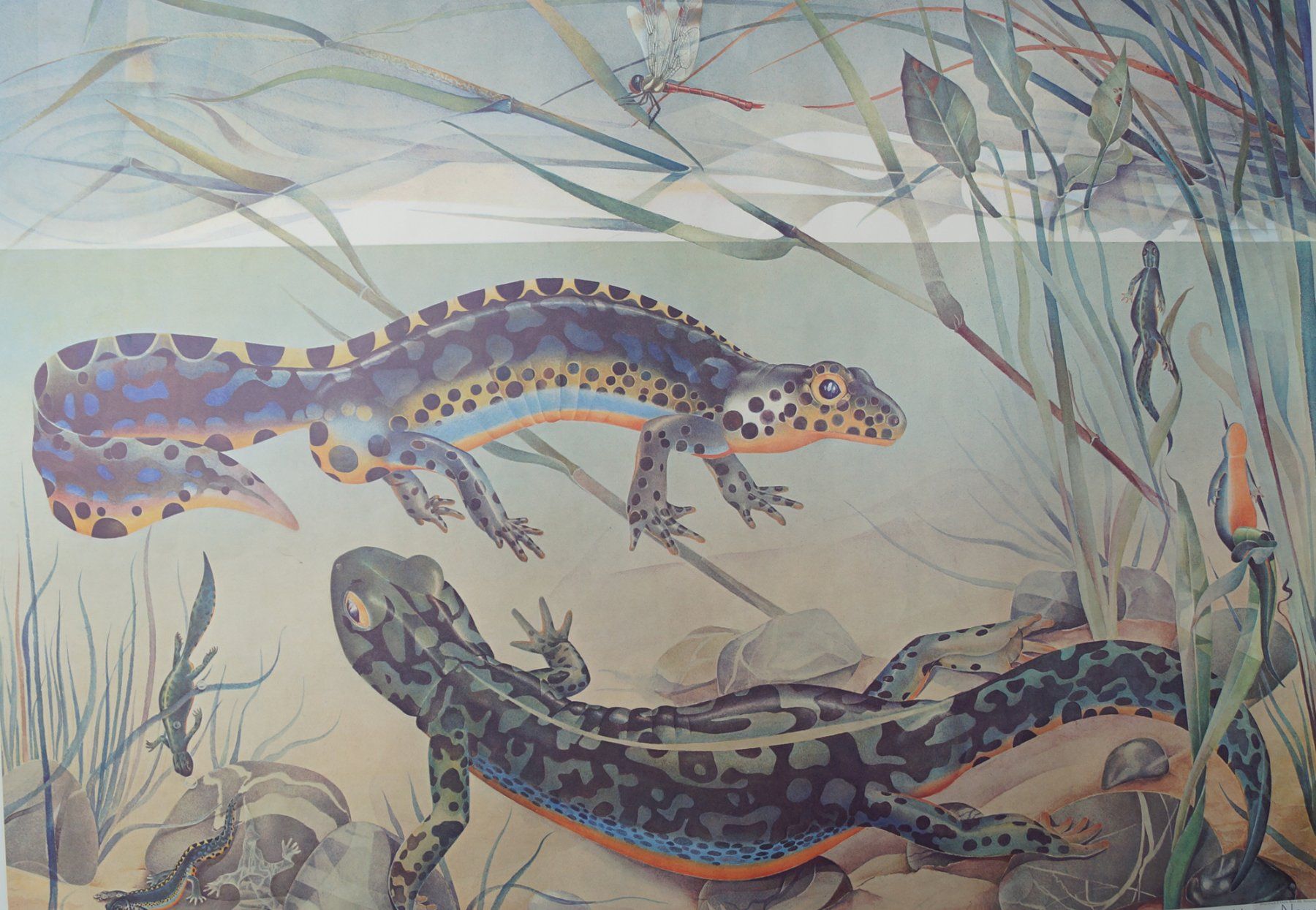 Poster & Bilder: Bergmolch (Triturus alpestris) Tritone alpine Poster – Gebraucht aus Härkingen von sammelbecken