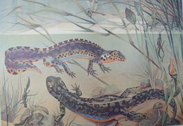 Bergmolch (Triturus alpestris) Tritone alpine Poster