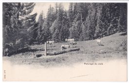 CPA Paturage du Jura, des vaches le foret. non voyagé, ~1920