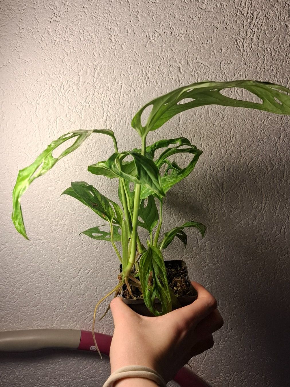 Piante & sementi: monstera adansonii indonesia marble – Usato da Hausen AG venduto da Pflaenzlioase 1