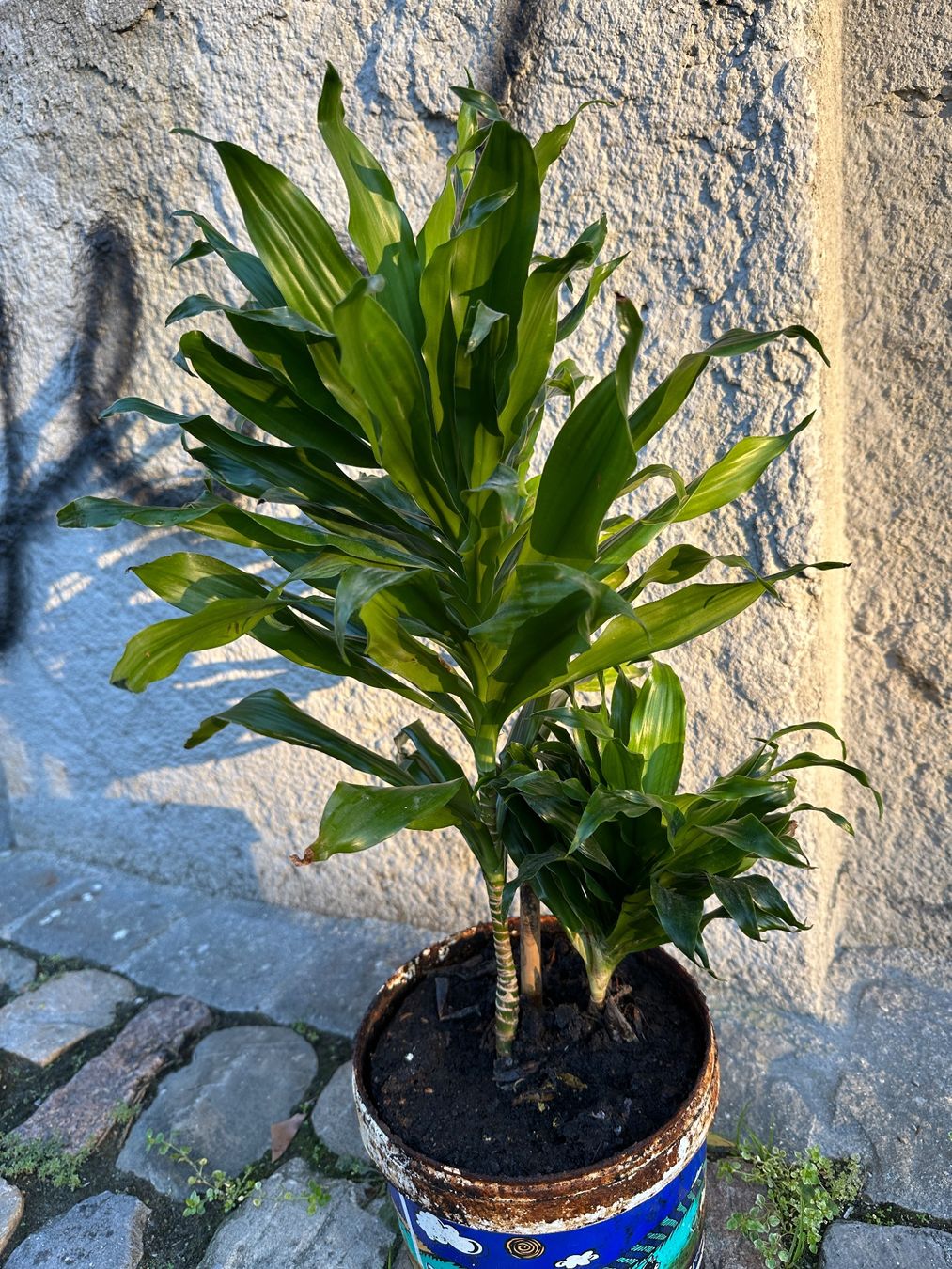Plantes & graines: Fragrant dracaena Pflanze – D'occasion à Zürich par atlantis77 2