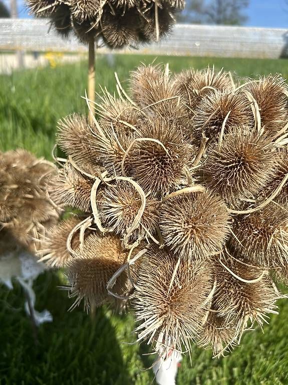 Toutes les décorations: Trockenstrauss – D'occasion à Frauenfeld par Irene.Schuppli 2