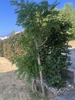 Baum Glycinie Wisteria im guten Zustand ca. 2.5 Meter hoch