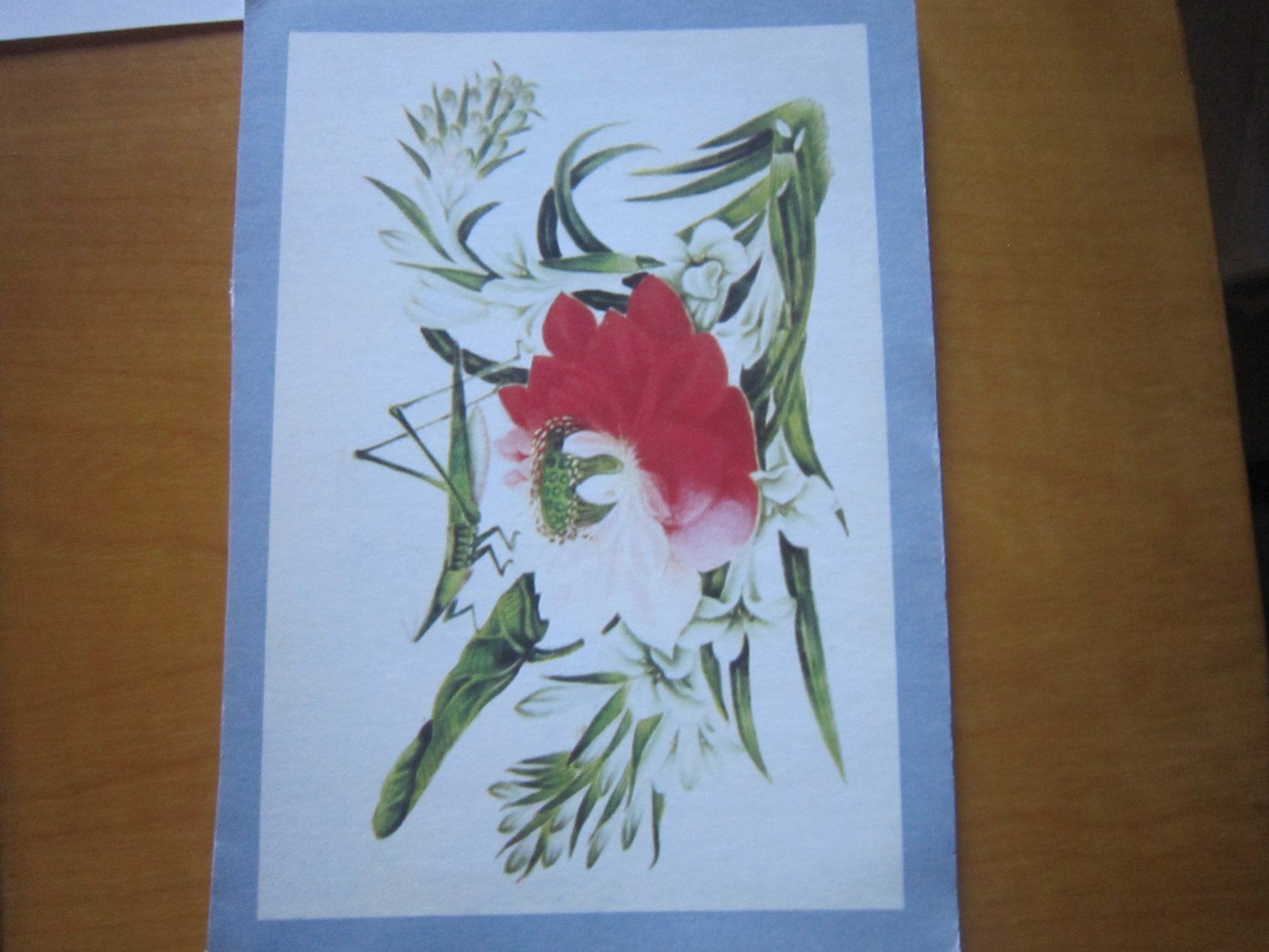 Cartes postales: No2 Postkarten Blumen Kunst – D'occasion à Gordola par Polentaefung 4