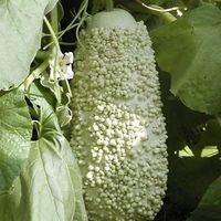 7 Samen VERRUQUEUSE DE MAURICE Kürbis