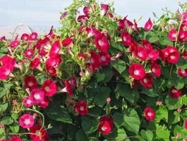 50 Samen Prunkwinde SCARLET 'S O'HARA
