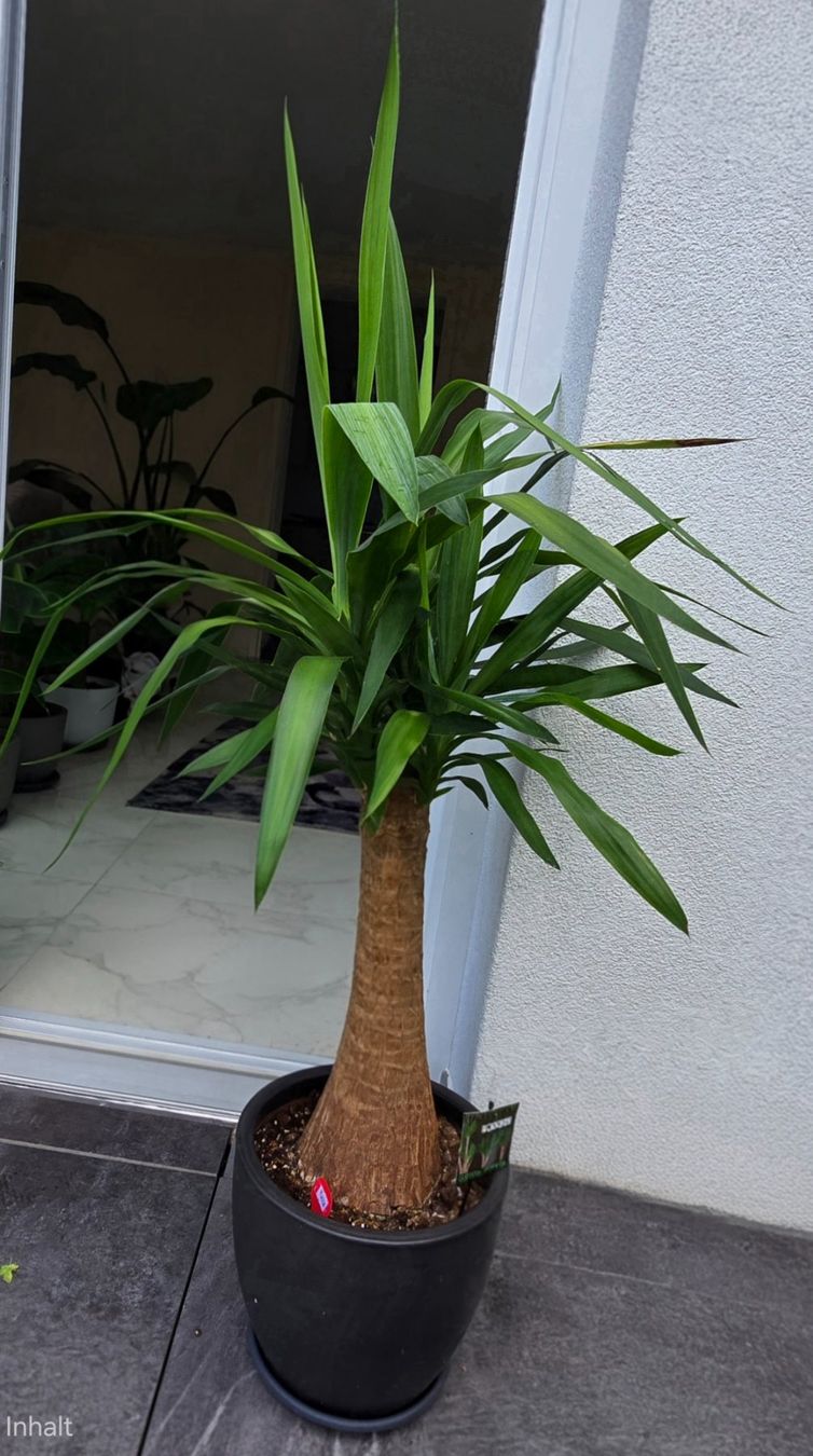 Piante & sementi: Prächtige Yucca-Palme – Usato da Aarburg venduto da Glitzerschein