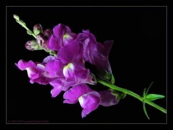 Piante & sementi: Gueules de Lions ! Superbe fleur ! 150g – Nuovo (secondo la descrizione) da Bremblens venduto da FIBONACCI369 1