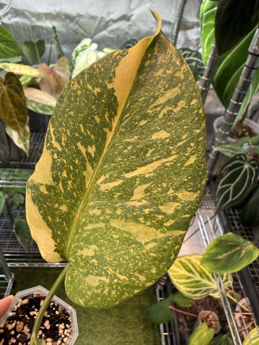 Piante & sementi: Monstera Electrolyte – Usato da Morlon venduto da lucius.greenery 1