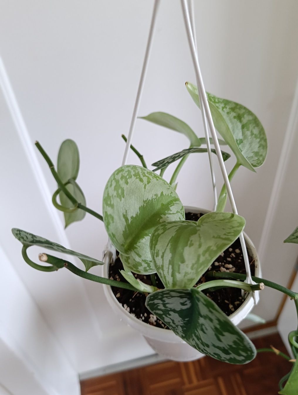 Plantes & graines: Scindapsus – D'occasion à Baar par L.isa28 4