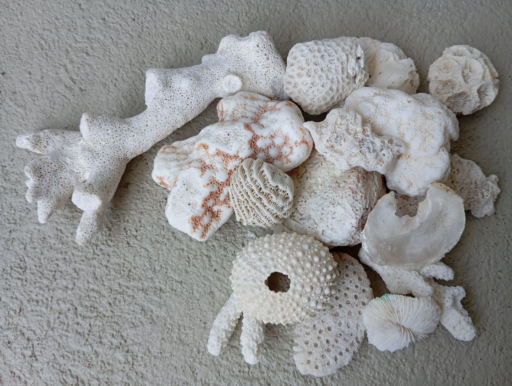 Fossili: Indischer Ozean "Sand & Korallen" – Nuovo e nell'imballaggio originale da Zeneggen venduto da shemesh_ 5