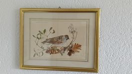 Schöner Stich farbig, Vögel, in Goldrahmen