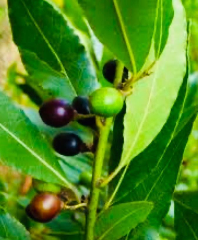 Piante & sementi: 15 SAMEN LORBEER BAUM WILD & DUFTIG‪ – Nuovo e nell'imballaggio originale da Rovio venduto da POSITIFFARTandPLANTS 4