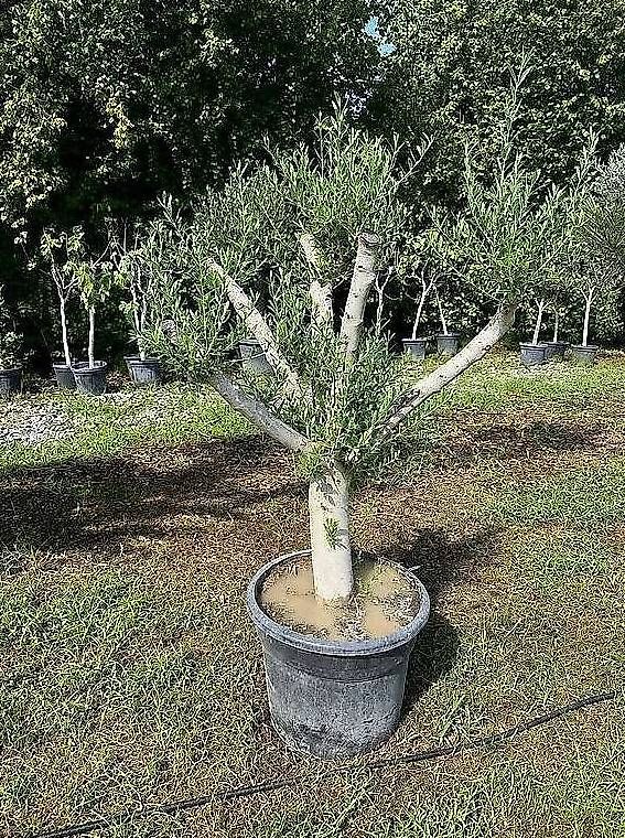 Piante & sementi: Olivenbaum "winterhart" – Nuovo e nell'imballaggio originale da Zuckenriet venduto da Thur_Plant 1