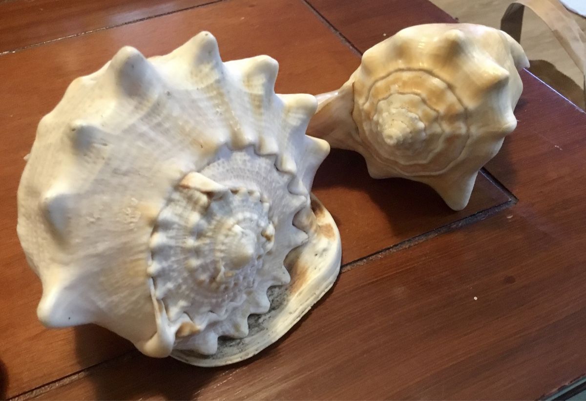 Fossilien: Muscheln – Gebraucht aus Schlieren von Jeajet 2