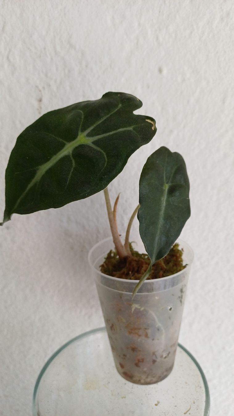 Plantes & graines: Alocasia Venom – D'occasion à Bern par uwi_8t7x