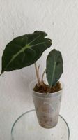 Alocasia Venom