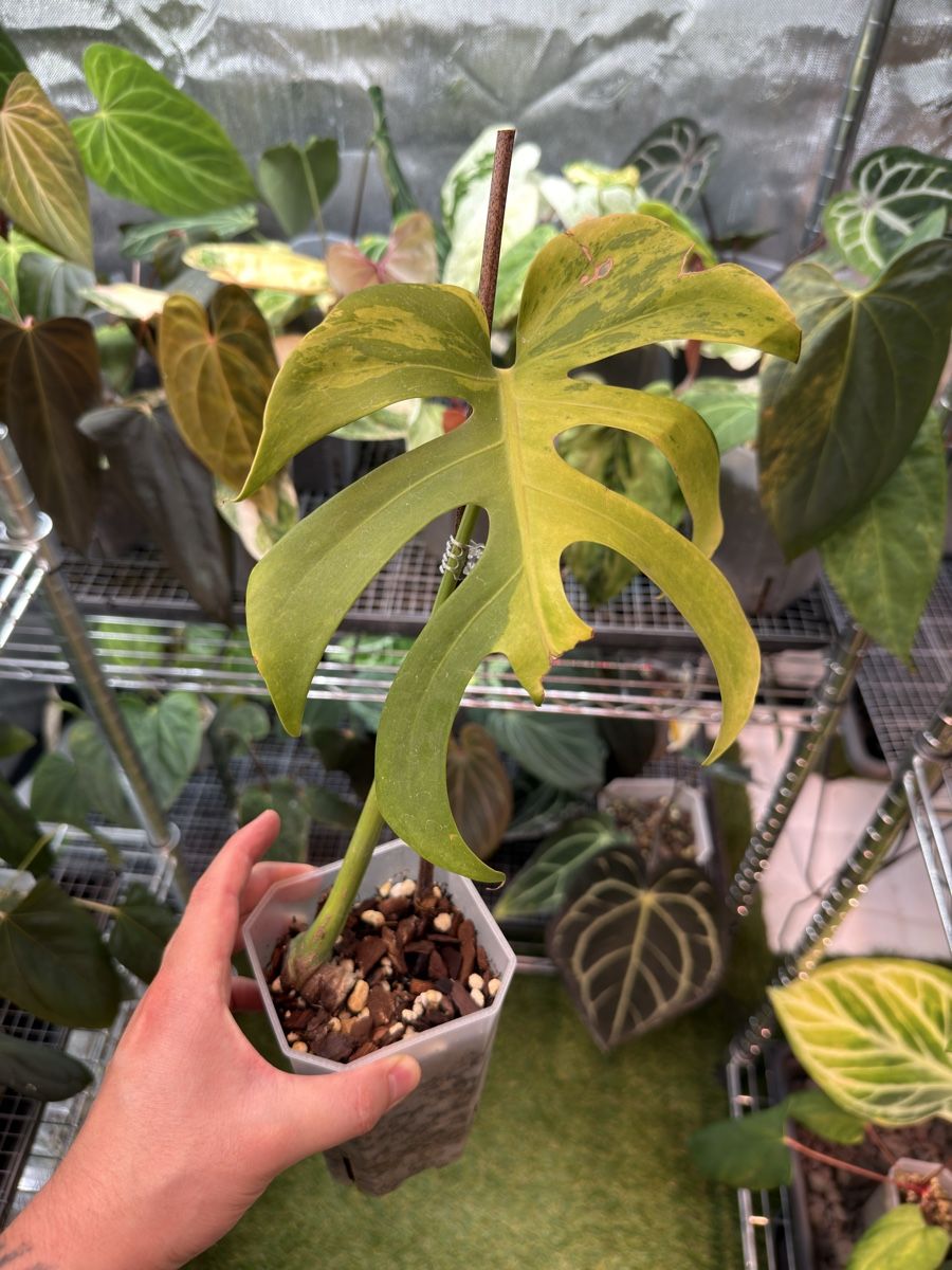 Piante & sementi: Monstera Light Lime – Usato da Morlon venduto da lucius.greenery