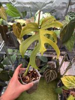 Monstera Light Lime