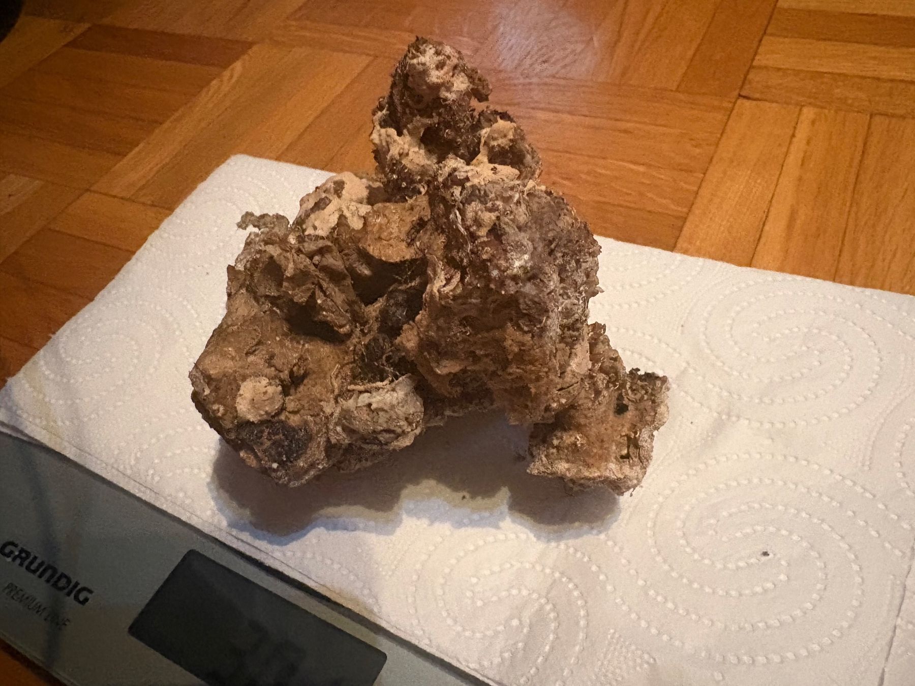 Aquarium: Totes Lebendgestein für Aquarium – Gebraucht aus Genève von papillon2976 2