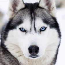 Profile image of husky87