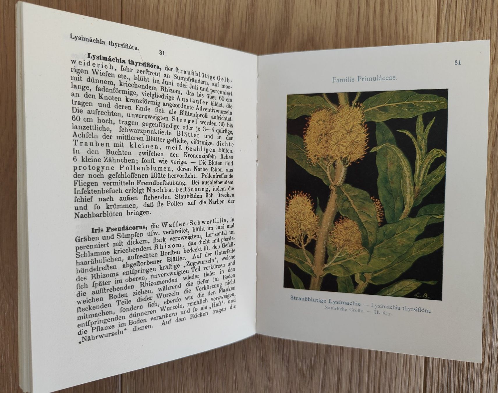 Libri: Sumpf- und Wasserpflanzen – Usato da Sigriswil venduto da Ricola1977 1