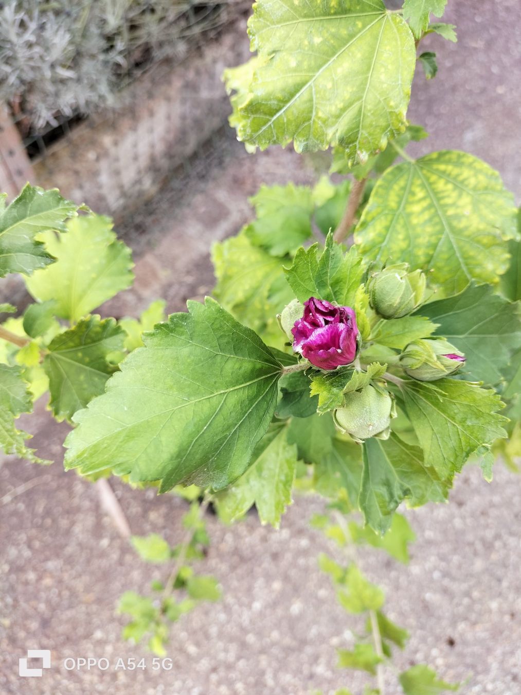 Piante & sementi: Hibiskus Winterhart – Usato da Attelwil venduto da Schneider76 3
