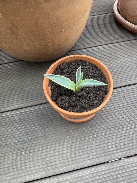 Junge Agave im Tontopf, Zimmerpflanze (Gebraucht) in Binz für CHF 4 ...