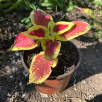 BUNTNESSEL / COLEUS ( Coleus Blumei )