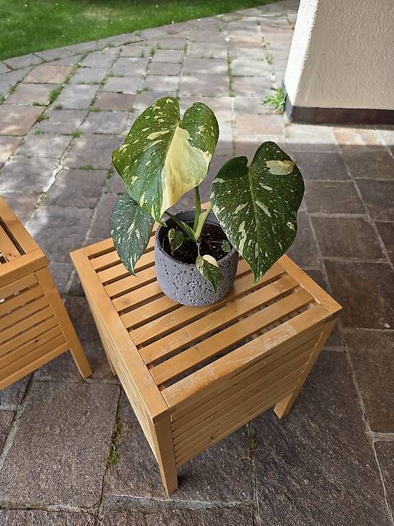 Piante & sementi: Monstera Deliciosa Thai – Usato da Jona venduto da pau_g7rc 1