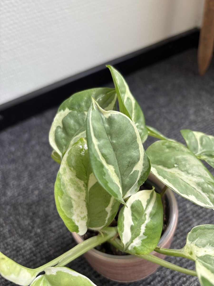 Piante & sementi: Epipremnum aureum 'Pearls and Jade' – Usato da Alpnach Dorf venduto da lisa_plants 1