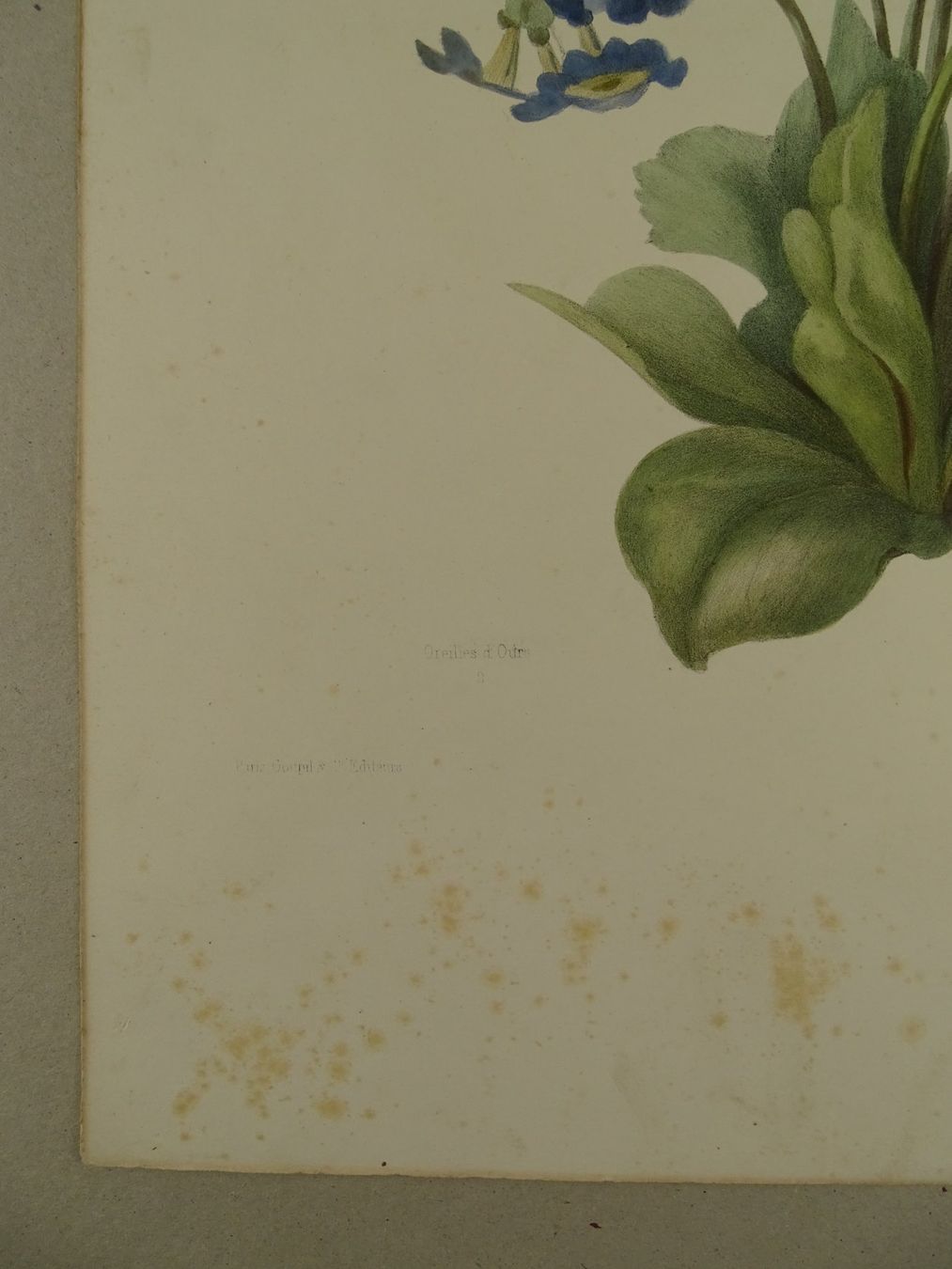 Incisioni: OREILLES D’OURS, LITHOGRAPHIE UM 1850 – Usato da Grüningen venduto da Kartensammler 2