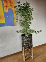 Grosser Ficus Benjamina variegata 135 cm inkl Übertopf +füss
