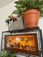 Ancien cadre/vitrine avec papillons vintage  Années 50