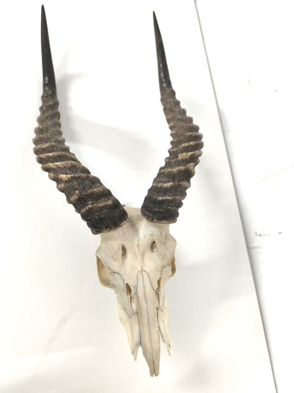 Sonstiges zum Sammeln & Seltenes: afrikanische Impala Antilopen Schädeltrophäe – Gebraucht aus Rüti ZH von Restwert_Rueti_ZH 3
