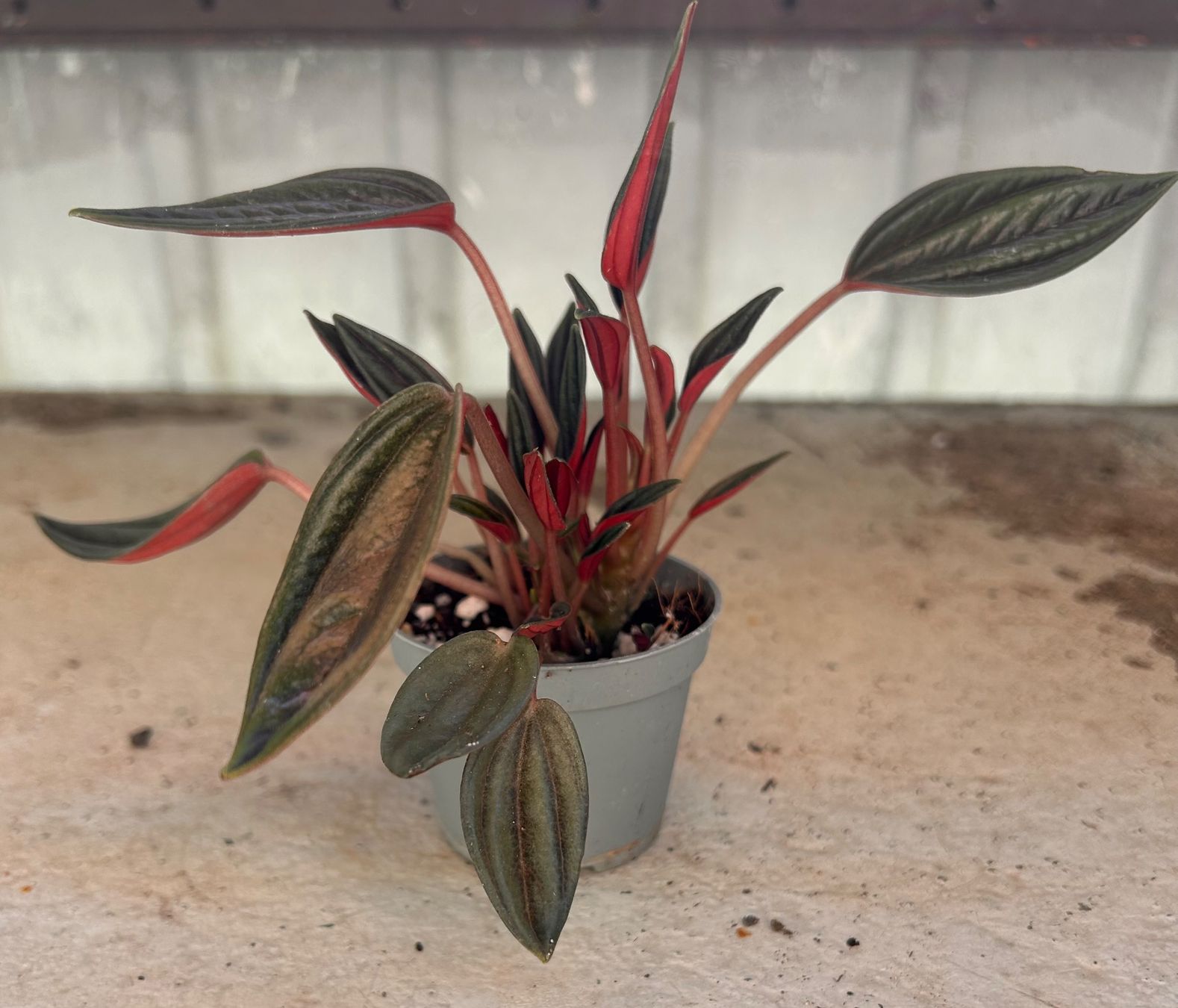 Plantes & graines: Peperomia caperata 🌱 – D'occasion à Zürich par -Pflaenzlilade 1