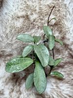 Hoya carnosa ‚Grey Ghost‘