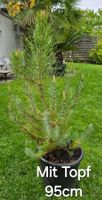 Pinus silver crest Garten/Topfpflanze 🌲