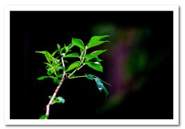 Foto Druck mit Holzrahmen 60 x 40 cm neu mit OVP Bild