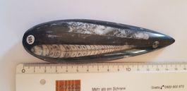 Orthoceras  Nr 101