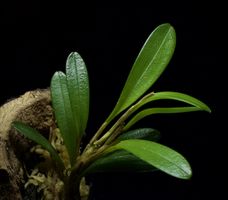 Mini-Orchidee: Pleurothallis costaricensis (CH-Nachzucht)