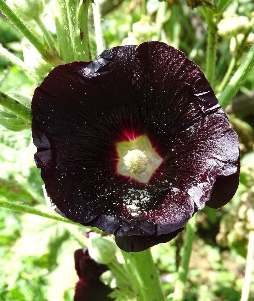 Piante & sementi: 50 Samen Alcea Nigra – Nuovo (secondo la descrizione) da Ehrendingen venduto da VerveinaSamen 3