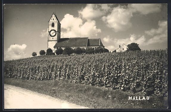 Cartoline postali: AK Hallau, Weinberg an der Kirche – Usato da Berlin venduto da bartko-reher