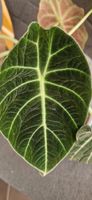 🤩Alocasia Black Velet Spross