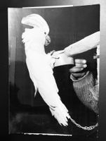 Foto 1967 Kakadu an einer Ausstellung