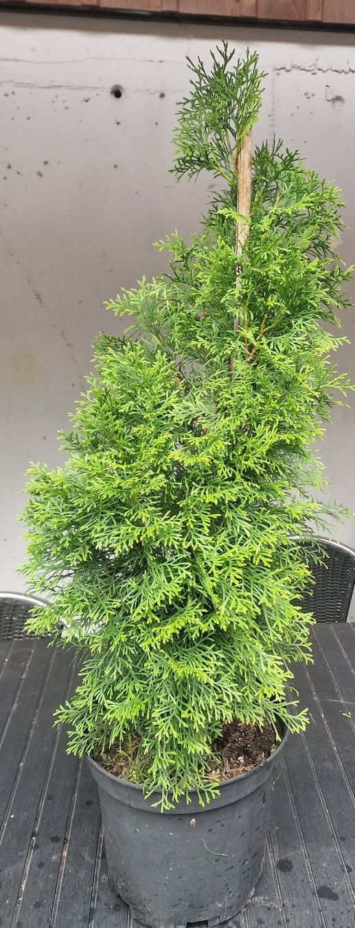 Piante & sementi: Lebensbäume Thuja im Topf ca.100 cm. – Usato da Uerkheim venduto da Justi.y 1