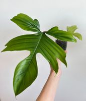 Philodendron Florida🤩