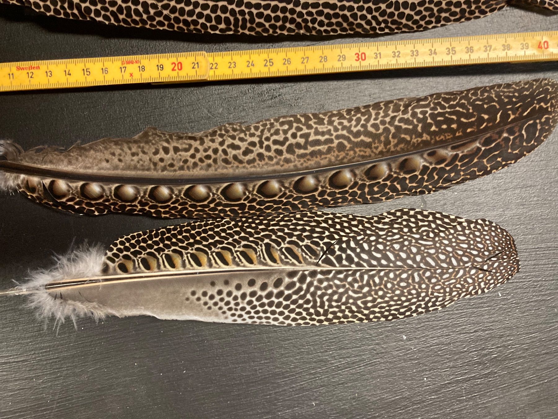 Welt der Tiere: Argusfasan Federn – Gebraucht aus Grosswangen von arum01 3